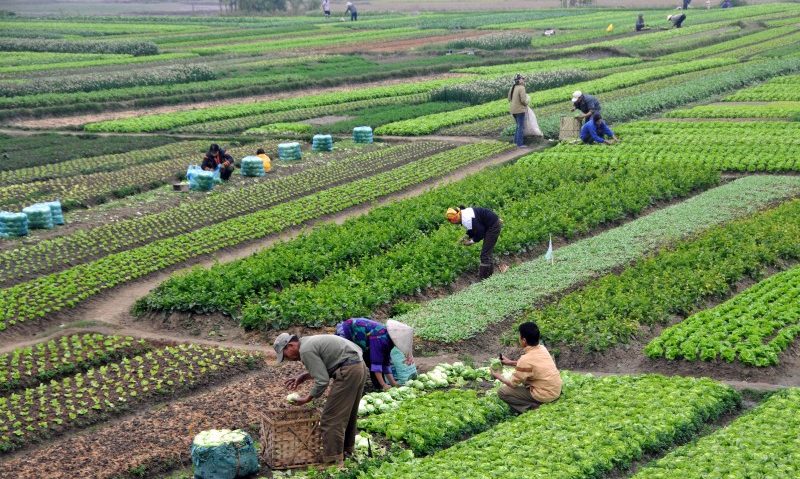 Agricultorii pot beneficia de pensii la stat, dacă vor contribui lunar în sistem Agricultorii pot beneficia de pensii la stat, dacă vor contribui lunar în sistem