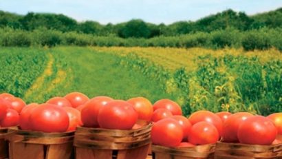 360 de dosare pentru agricultură ecologică, aprobate de Direcţia Agricolă Mureş