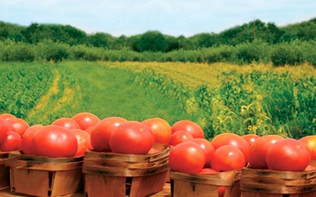 360 de dosare pentru agricultură ecologică, aprobate de Direcţia Agricolă Mureş 360 de dosare pentru agricultură ecologică, aprobate de Direcţia Agricolă Mureş