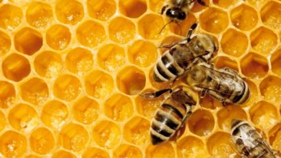 Numărul familiilor de albine din judeţul Mureş a crescut cu 44% în 2014