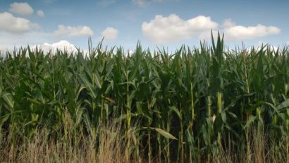 Ploile de săptămânile trecută au salvat agricultura mureșeană