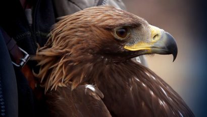 S-a înființat o rețea națională pentru salvarea animalelor rănite