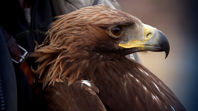 S-a înființat o rețea națională pentru salvarea animalelor rănite S-a înființat o rețea națională pentru salvarea animalelor rănite