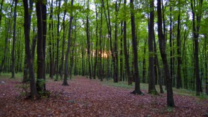 Ministerul Mediului vrea să includă din nou Pădurea Tîrgu-Mureș în Situl Natura 2000