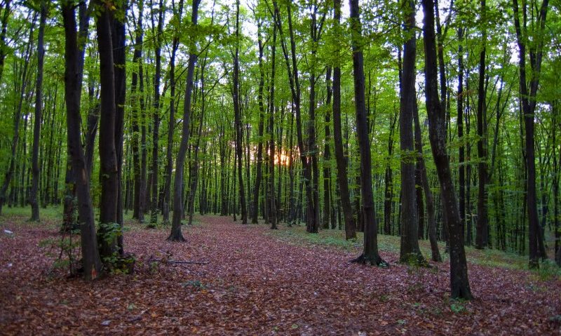 Ministerul Mediului vrea să includă din nou Pădurea Tîrgu-Mureș în Situl Natura 2000 Ministerul Mediului vrea să includă din nou Pădurea Tîrgu-Mureș în Situl Natura 2000