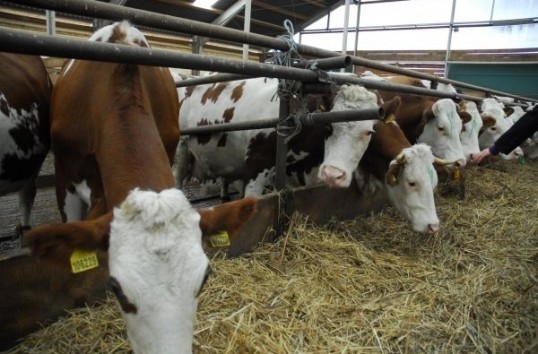 Azi s-a lansat cooperativa agricolă SicLand Natura în Covasna Azi s-a lansat cooperativa agricolă SicLand Natura în Covasna