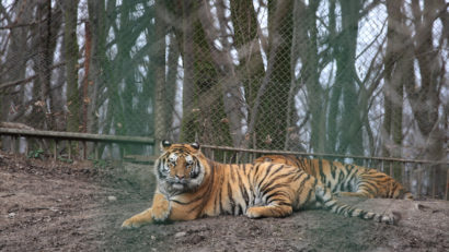 Intrarea la Zoo Tg.Mureș s-ar putea scumpi
