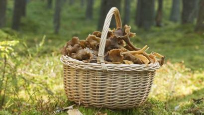 Sute de kilograme de fructe de pădure şi ciuperci, confiscate de la comercianţii ambulanţi de pe Transalpina