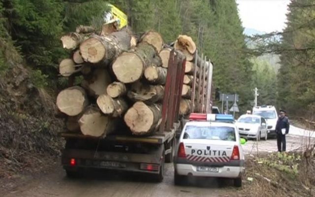 Guvernul a înfiinţat Gărzile forestiere Guvernul a înfiinţat Gărzile forestiere