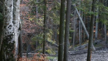 Peste 7.000 de hectare de pădure din județul Mureș, revendicate fără drept, rămân în proprietatea statului român