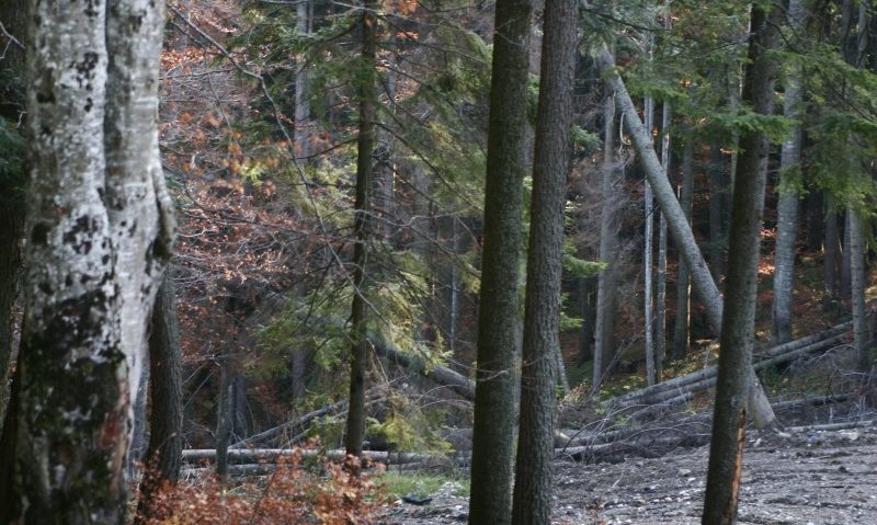 Peste 7.000 de hectare de pădure din județul Mureș, revendicate fără drept, rămân în proprietatea statului român Peste 7.000 de hectare de pădure din județul Mureș, revendicate fără drept, rămân în proprietatea statului român