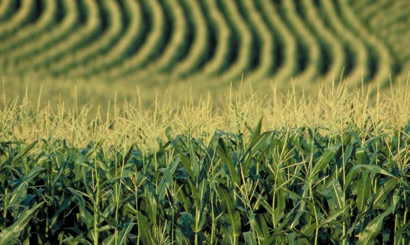 Canicula nu a afectat culturile agricole din județul Mureș Canicula nu a afectat culturile agricole din județul Mureș