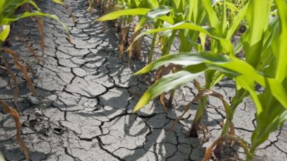 Deficitul de apă din sol se va menţine în regiunile agricole din est, sud-est, sud şi vest