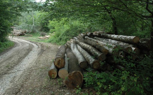 Ministerul Mediului a sesizat Parchetul General după acţiuni de control care au vizat activitatea mai multor operatori din sectorul forestier Ministerul Mediului a sesizat Parchetul General după acţiuni de control care au vizat activitatea mai multor operatori din sectorul forestier