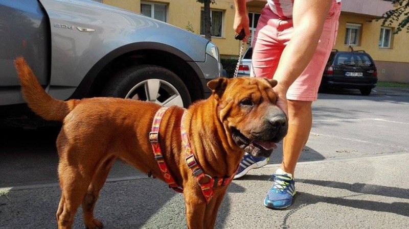 O treime dintre câinii periculoși sunt înregistrați, în Mureș