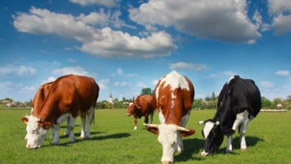 Vaca românească, cea mai susținută din Europa