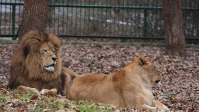Peste 5.000 de vizitatori la Zoo în Tîrgu-Mureș
