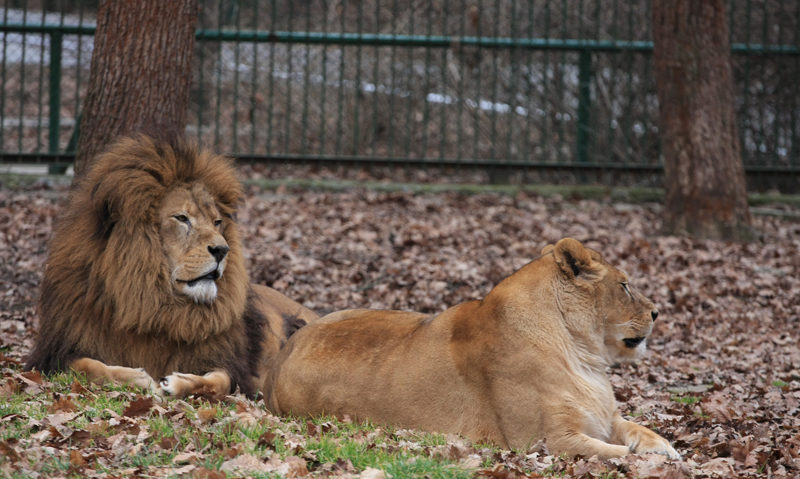 Peste 5.000 de vizitatori la Zoo în Tîrgu-Mureș