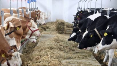 Crescătorii de animale sunt în pragul falimentului din cauza secetei