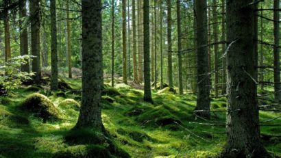 Peste 300.000 de hectare de pădure în proces de retrocedare