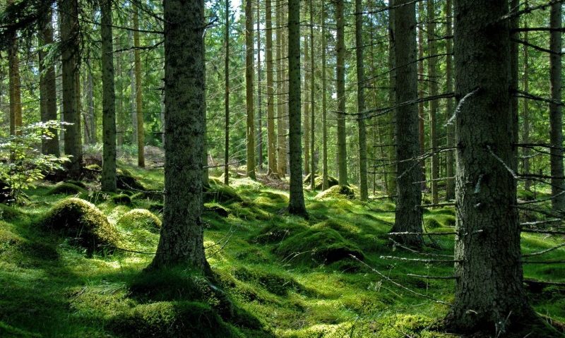 Peste 300.000 de hectare de pădure în proces de retrocedare