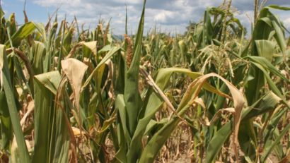 Cel puţin un sfert din culturile agricole din acest an au fost deja compromise de secetă