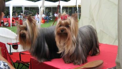 Tîrgu-Mureșul se pregătește pentru ediția a 45-a a Expoziției internaționale canine
