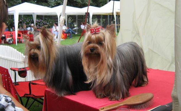 Tîrgu-Mureșul se pregătește pentru ediția a 45-a a Expoziției internaționale canine Tîrgu-Mureșul se pregătește pentru ediția a 45-a a Expoziției internaționale canine