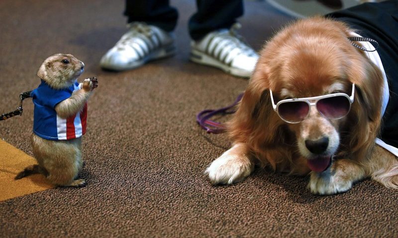 Dracula Dog Show, la a 10-a ediție, la Tg. Mureș Dracula Dog Show, la a 10-a ediție, la Tg. Mureș