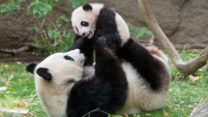 Un urs panda gigant a născut în captivitate în SUA