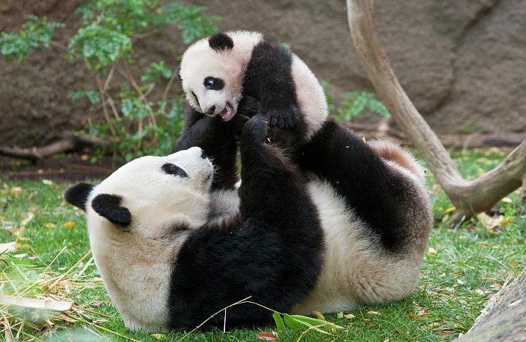 Un urs panda gigant a născut în captivitate în SUA Un urs panda gigant a născut în captivitate în SUA