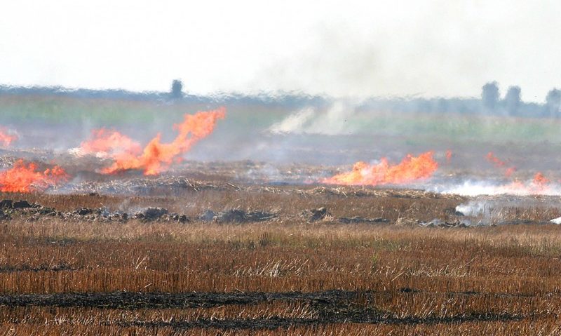 Fermierii care incendiază miriştile riscă să nu mai primească subvenţii de la APIA Fermierii care incendiază miriştile riscă să nu mai primească subvenţii de la APIA