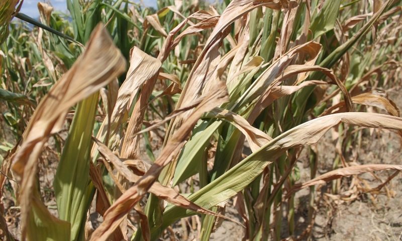 Începe evaluarea pagubelor produse de secetă Începe evaluarea pagubelor produse de secetă