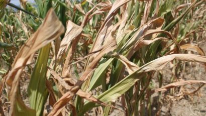 Rezerva de apă din solul agricol rămâne scăzută