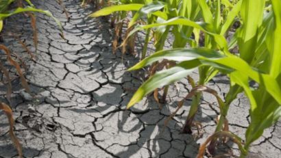 Se evaluează pagubele din agricultură