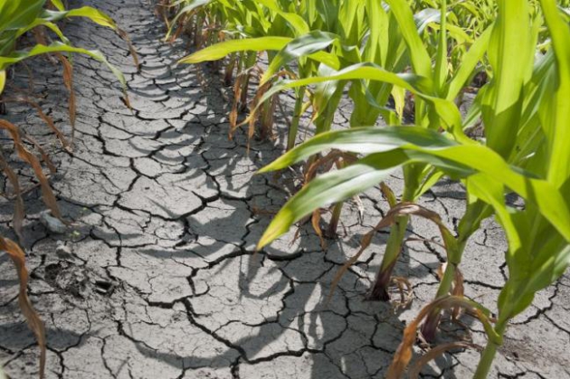 Se evaluează pagubele din agricultură Se evaluează pagubele din agricultură