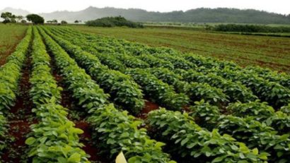 40% din producția de soia, afectată de secetă, în Mureș