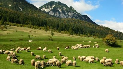 Modificările aduse la Legea vânătorii încalcă dreptul la proprietate