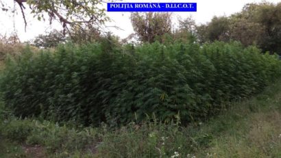 Cultură de cannabis descoperită în județul Mureș