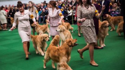 Expoziția internațională canină de la Tîrgu-Mureș, la a 45-a ediție
