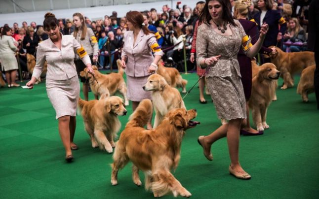 Expoziția internațională canină de la Tîrgu-Mureș, la a 45-a ediție Expoziția internațională canină de la Tîrgu-Mureș, la a 45-a ediție