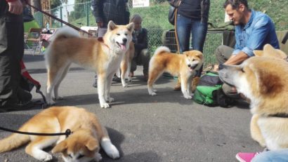 O nouă expoziție canină cu succes la Tg. Mureș