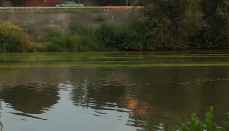 Au apărut algele pe râul Mureș Au apărut algele pe râul Mureș