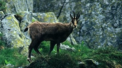 Astăzi s-a deschis sezonul de vânătoare la capre negre