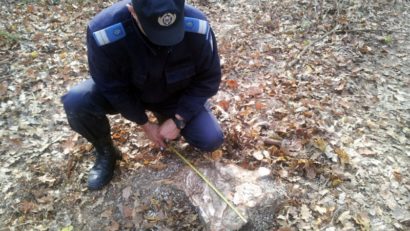 Jandarmii harghiteni au dat primele sancțiuni pe legea silvică