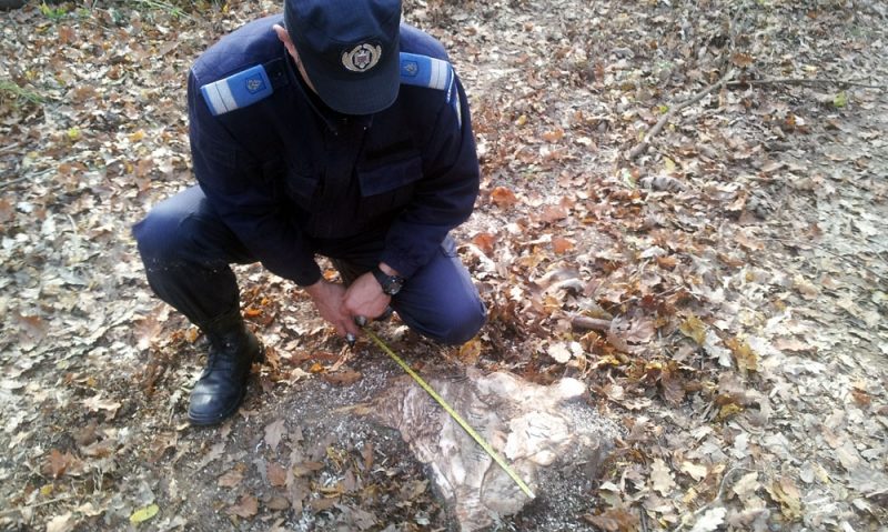Jandarmii harghiteni au dat primele sancțiuni pe legea silvică Jandarmii harghiteni au dat primele sancțiuni pe legea silvică