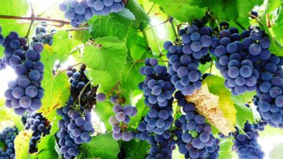 2.000 de litri de must se vor produce la Mustăria Tradiţională din Muzeul în aer liber
