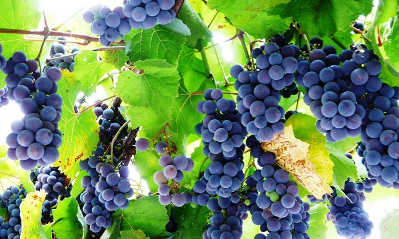 2.000 de litri de must se vor produce la Mustăria Tradiţională din Muzeul în aer liber 2.000 de litri de must se vor produce la Mustăria Tradiţională din Muzeul în aer liber