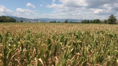Despăgubirile pentru pierderile cauzate de secetă vor fi plătite în avans anul acesta