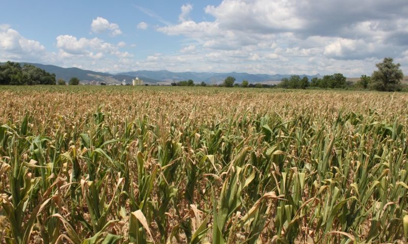 Despăgubirile pentru pierderile cauzate de secetă vor fi plătite în avans anul acesta Despăgubirile pentru pierderile cauzate de secetă vor fi plătite în avans anul acesta